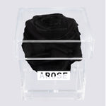 Load image into Gallery viewer, BLACK