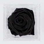 Load image into Gallery viewer, BLACK