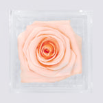 Load image into Gallery viewer, BLUSH