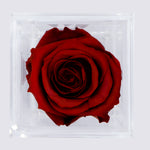 Load image into Gallery viewer, BURGUNDY