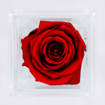 Load image into Gallery viewer, DEEP RED