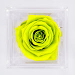 Load image into Gallery viewer, LIME