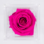 Load image into Gallery viewer, HOT PINK