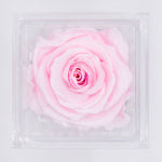 Load image into Gallery viewer, LIGHT PINK