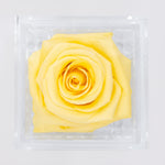 Load image into Gallery viewer, LIGHT YELLOW