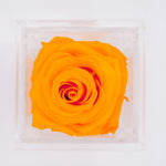 Load image into Gallery viewer, ORANGE