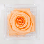 Load image into Gallery viewer, PEACH