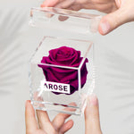 Load image into Gallery viewer, PLUM