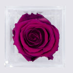 Load image into Gallery viewer, PLUM