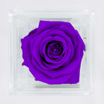 Load image into Gallery viewer, PURPLE