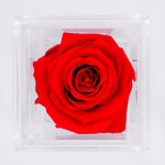 Load image into Gallery viewer, RED