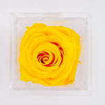 Load image into Gallery viewer, YELLOW